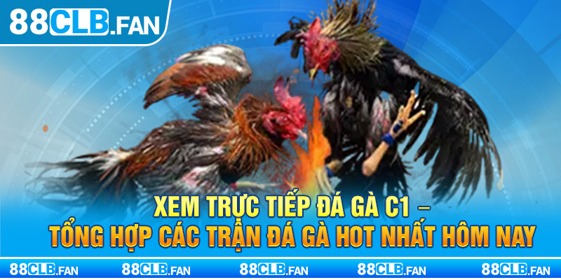 Xem Trực Tiếp Đá Gà C1 - Tổng Hợp Các Trận Đá Gà Hot Nhất Hôm Nay